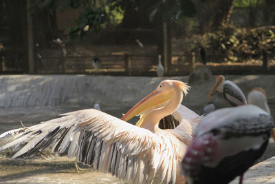 Close-up of birds in water