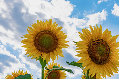 Close-up of sunflower against sky