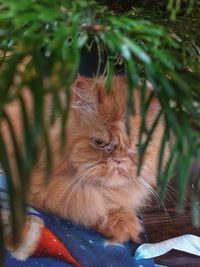 Close-up of a cat looking away