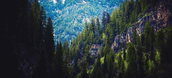 Pine trees in forest against sky