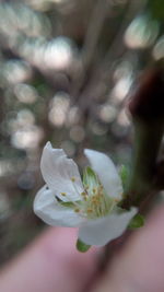 Close-up of flower against blurred background