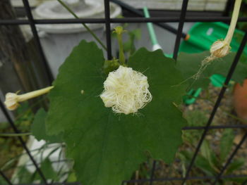 Close-up of white flower