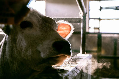 Close-up of cow in pen