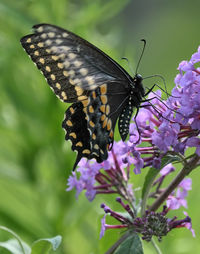 Close-up of butterfly pollinating on purple flower