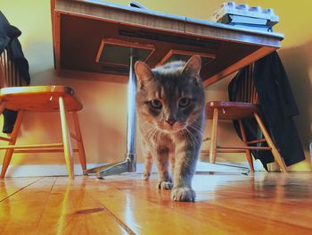 Cat standing on wooden table