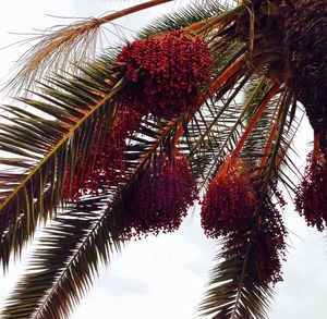 Low angle view of palm tree