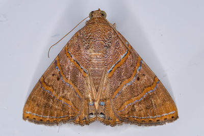 High angle view of butterfly on snow