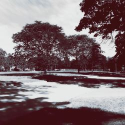 Trees by lake against sky during winter