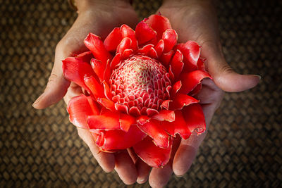 Close-up of hand holding flower
