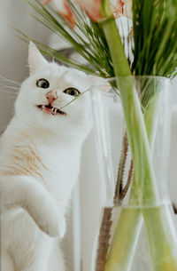 Portrait of a cat nibbling on a plant