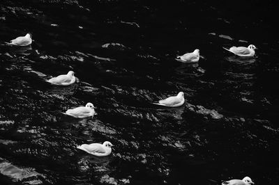 High angle view of swans swimming in lake