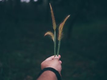 Close-up of hand holding dandelion