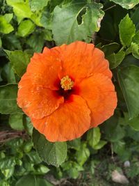 Close-up of orange flowering plant