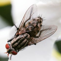 Close-up of housefly on glass window