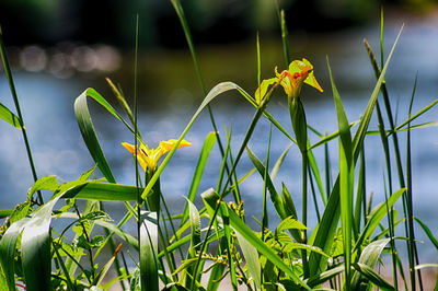 Close-up of yellow flowering plant