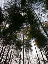 Low angle view of trees