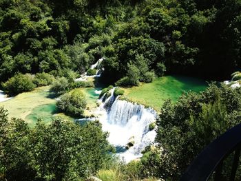 Scenic view of river amidst trees in forest