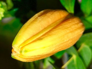 Close-up of orange