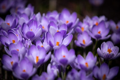 Close-up of purple crocus flowers