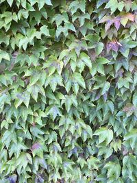 Full frame shot of green leaves