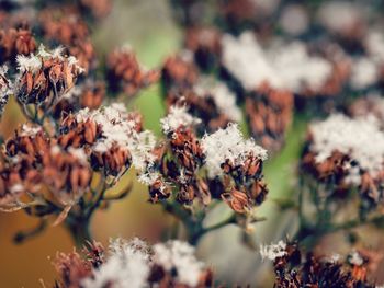 Close-up of flowering plant on field