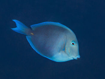 Acanthurus coeruleus