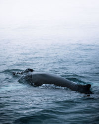 Humpback whale swimming in sea