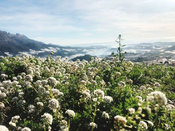 Scenic view of flowering plants against sky