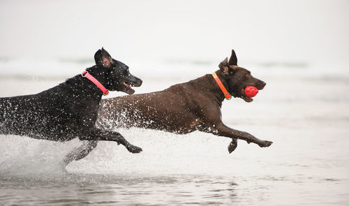 Dogs running at beach against sky