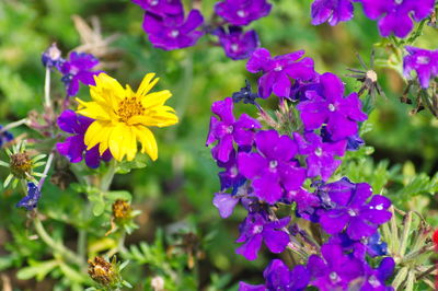 Close-up of purple flowering plants