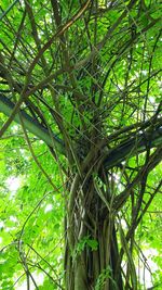 Low angle view of trees