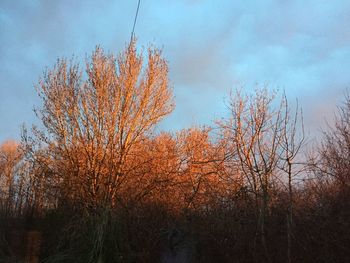 Bare trees in forest against sky