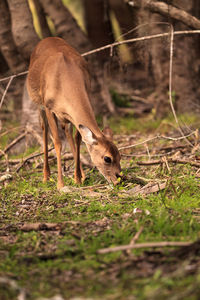 White-tailed deer odocoileus virginianus forages for clover in the wetland