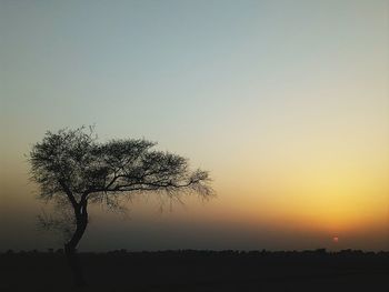 Silhouette tree against clear sky during sunset