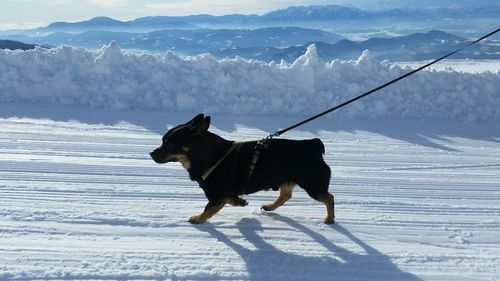 Dog on snow field against mountain
