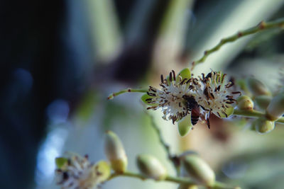 Close up of apis florea on palm flower