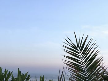 Palm tree against sky