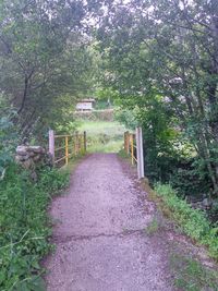 Footpath amidst trees in forest