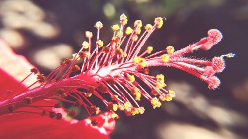 Close-up of pink flowering plant