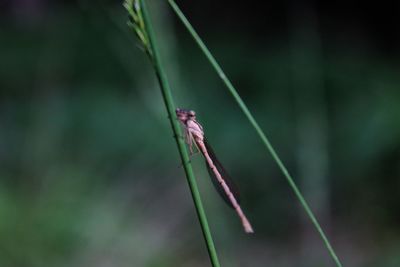 Close-up of insect on leaf