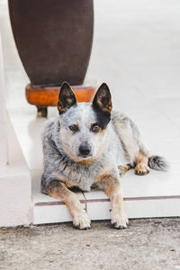 Portrait of dog relaxing on floor