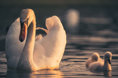 Close-up of swan in lake