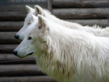 Close-up of a wolves