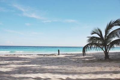 Palm trees on beach against sky