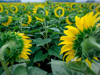 Close-up of sunflower blooming in field