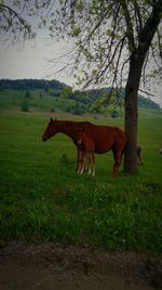 Horse grazing on grassy field