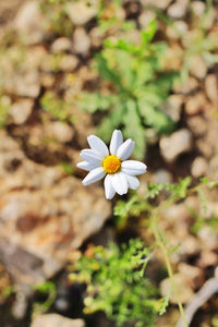 Close-up of white flowering plant
