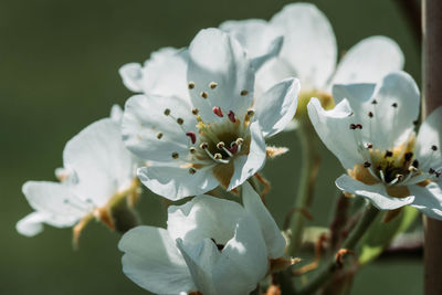 Close-up of white flowering plant