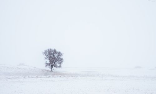 Bare trees on snow covered landscape against clear sky