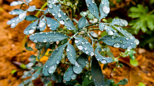 Close-up of wet plant during winter